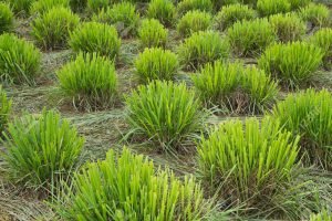 12056694-lemongrass-farm