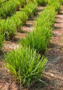 12352692-lemon-grass-plant-north-east-of-thailand-