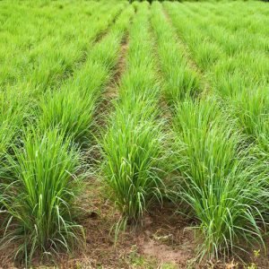 lemongrass-contract-farming-services-500x500
