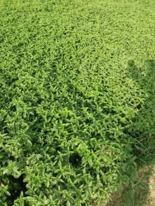 mentha-arvensis-dry-leaves-500x500