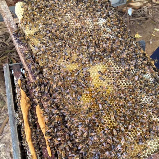 Honey 2